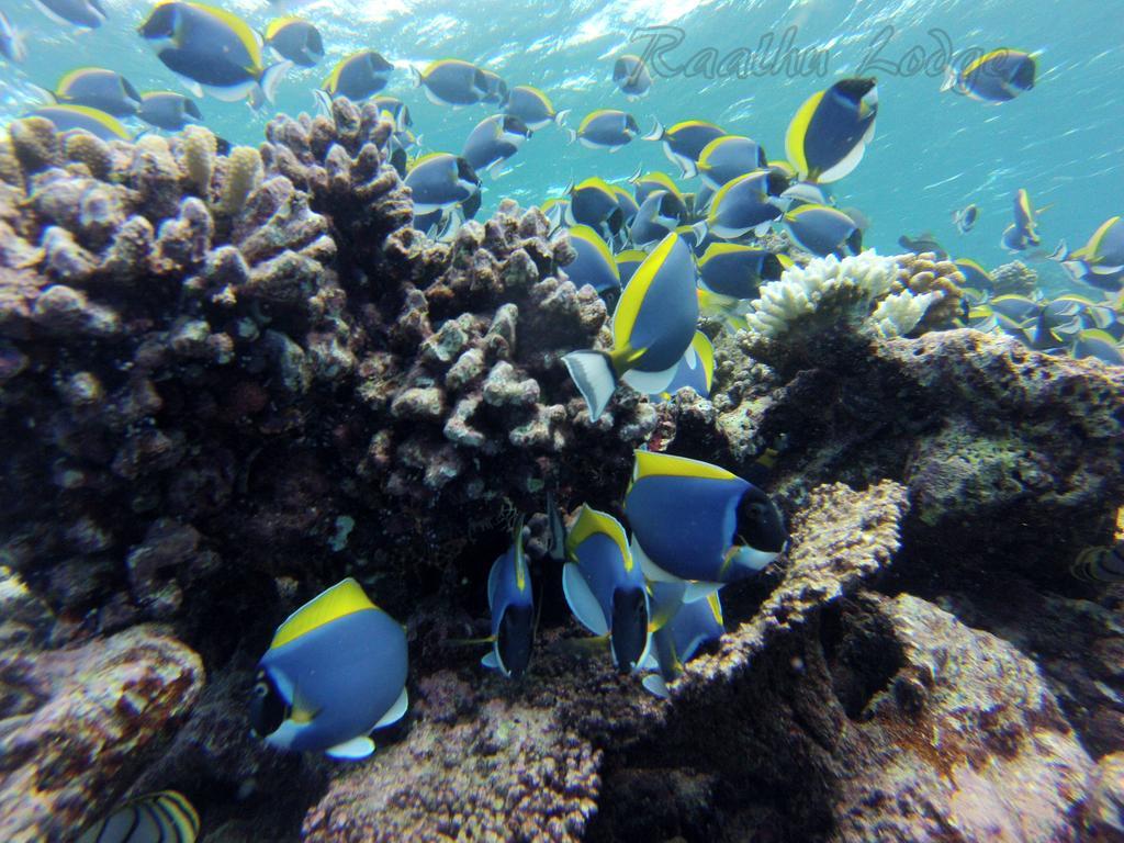 Raalhu Lodge Himmafushi Exterior foto